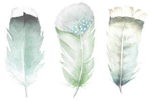 Green Feathers, Wandering Laur