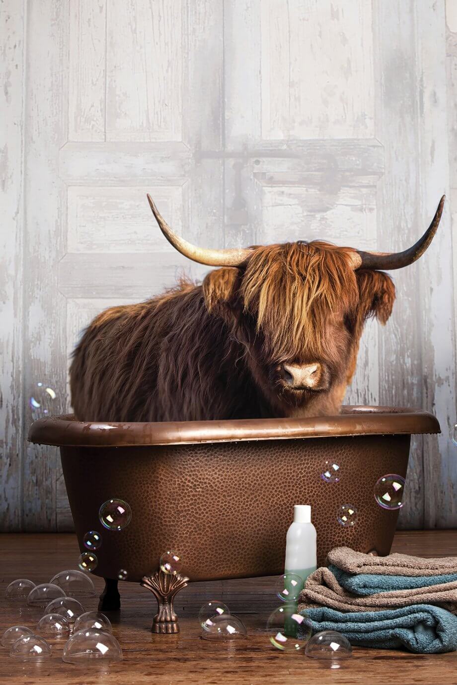 highland cow in bathtub