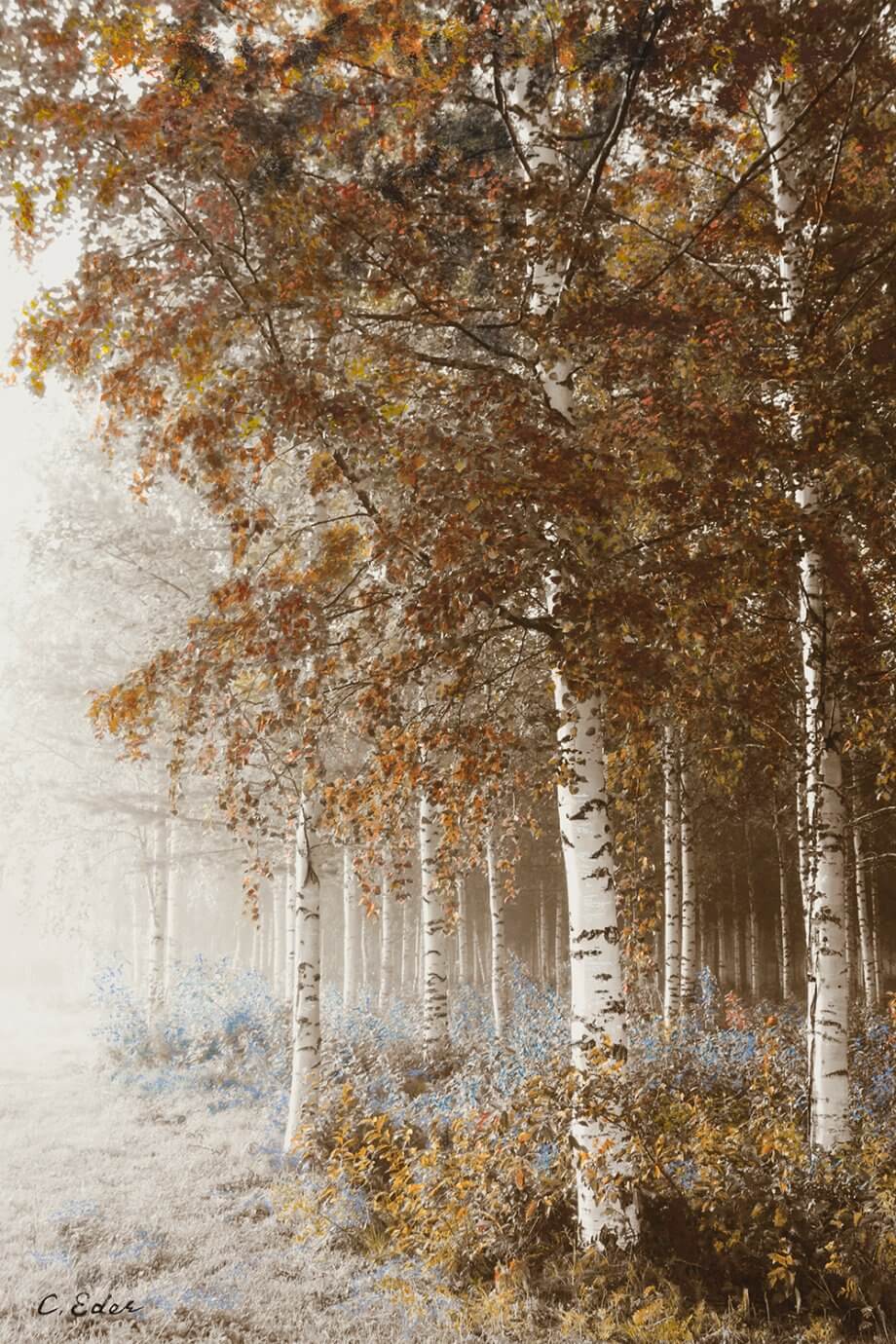 Charlotte Eder photo - autumn trees