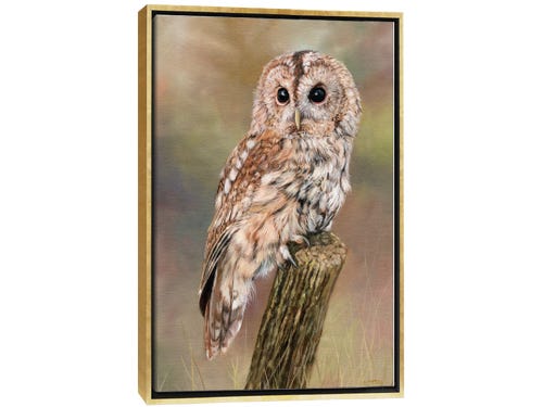 david stribbling painting - tawny owl