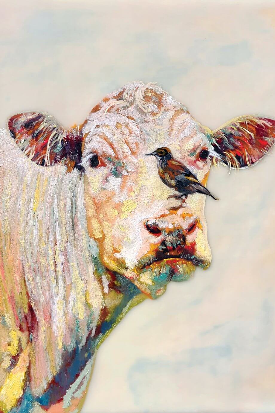 cow portrait